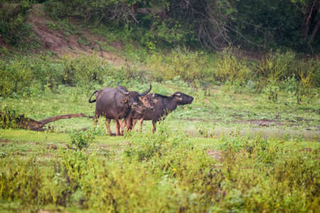 Asian water buffalos or Bubbalus bubbalis