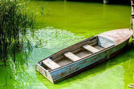 Rowing boat moored on the river in summerの写真素材