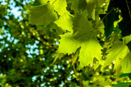 Green leaves backgroundの写真素材
