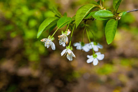 Flowers of the cherry blossoms on a spring dayの写真素材