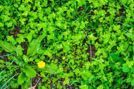 Top view of yellow dandelion flower