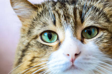 Close up portrait of domestic catの写真素材