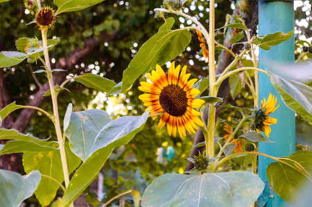 Close up colorful sunflower grows outsideの写真素材