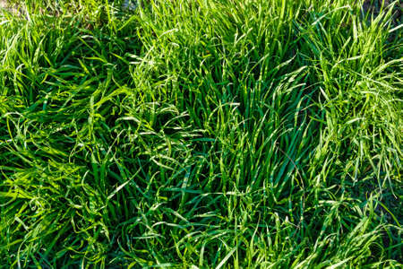 Juicy grass on sunny dayの写真素材