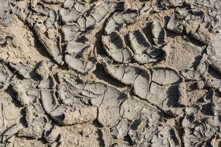 Cracked dry mudの写真素材
