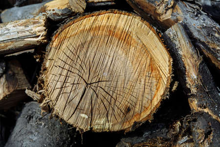 Wood texture of cut tree