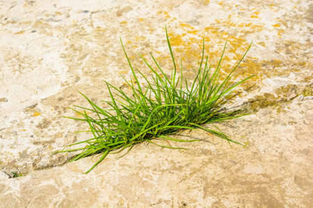 Green grass grows from stoneの写真素材