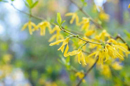 Forsythia flowers and green leavesの写真素材
