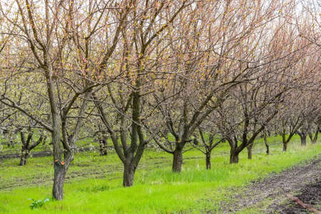Apple orchard in early spring