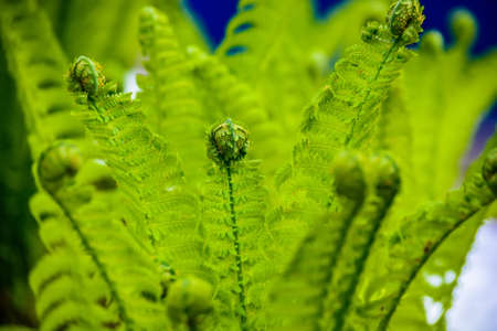 Close-up of fernの写真素材