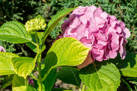 Purple Hydrangea or Hydrangea macrophylla