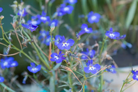 Flax or Linum usitatissimum flowersの写真素材