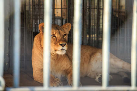 Close up beautiful calm lioness in captivity behind barsの写真素材