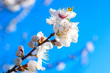 Close up cherry blossom against blue skyの写真素材