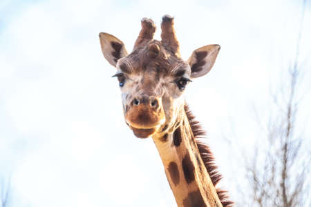Portrait of giraffe in zooの写真素材