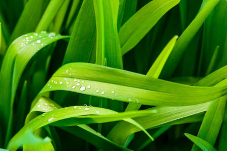 Juicy grass on sunny dayの写真素材