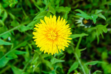 Close up of yellow dandelion flowerの写真素材