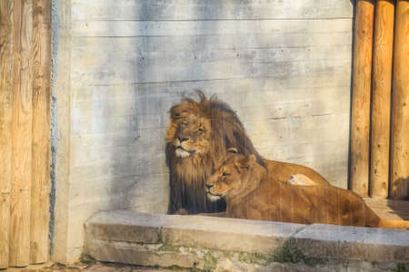 Close up view of lion and lioness resting in zoo behind glassの写真素材