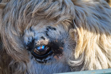 Close up eye of young domestic yak or Bos Grunniens in zooの写真素材