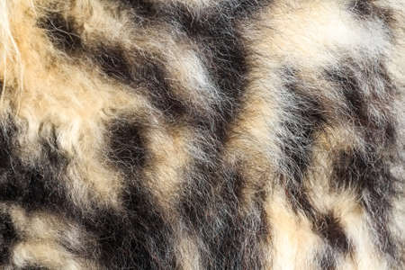 Animal wool for abstract background close upの写真素材