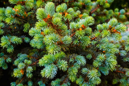 Fir tree branches