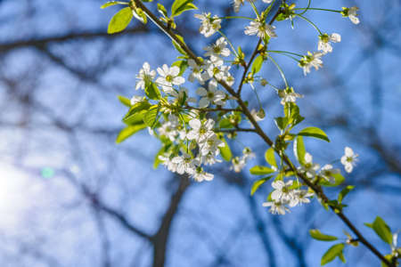 Flowers of the cherry blossoms on a spring dayの写真素材