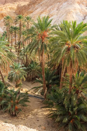 Mountain oasis Chebikaの写真素材