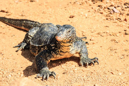 Water monitor lizardの写真素材