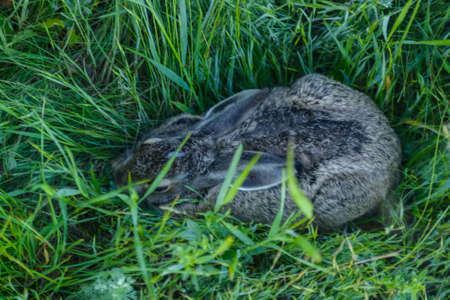 Top view grey rabbit sits in grass