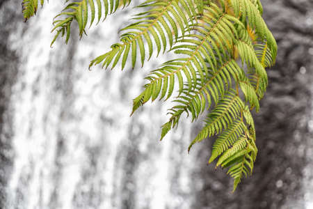 Close-up of fern