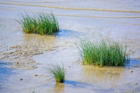 Young bulrush grows in water on coastの写真素材