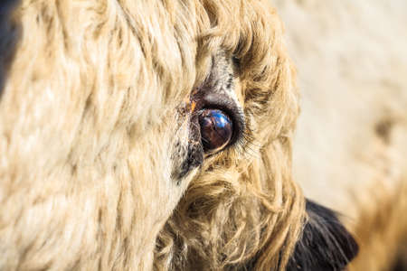 Eye of young domestic yak or Bos grunniensの写真素材