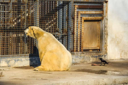 White polar bear in zooの写真素材