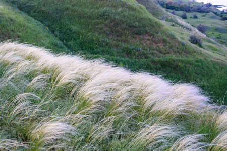Field with feather grass Stipa beautiful landscapeの写真素材