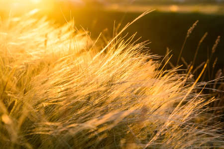 Feather grass on field at sunsetの写真素材