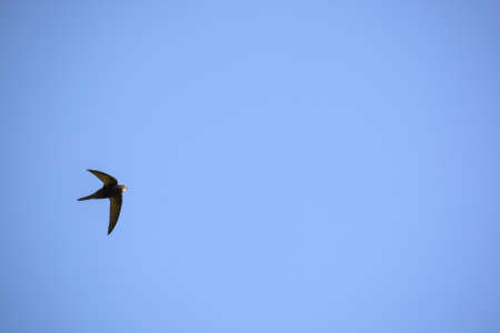 Common swift or Apus apus flies in blue skyの写真素材