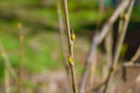 Close up young tree budの写真素材