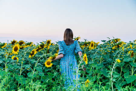 Young blonde model on sunflower field back viewの写真素材
