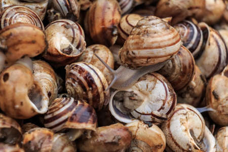 Edible snails on marketplace