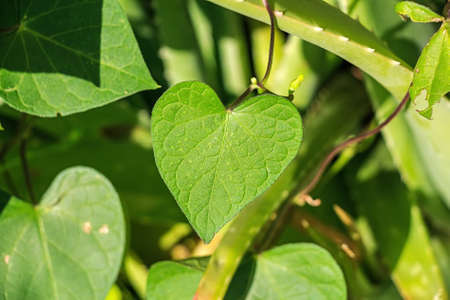 Birthwort poisonous climbing plant