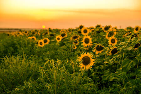 Beautiful blooming sunflowers at sunsetの写真素材