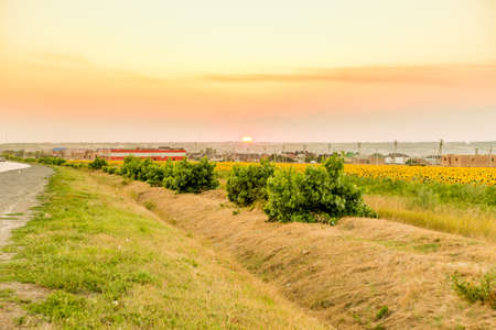 Sunset in countryside with sunflower fieldの写真素材