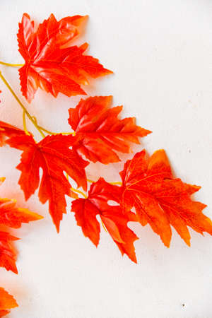 Artificial red maple leaves white background