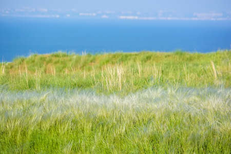 Field with feather grass Stipa beautiful landscapeの写真素材