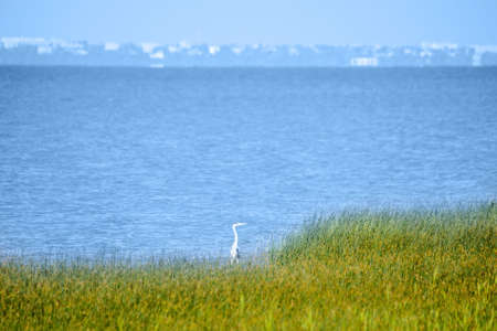 Stork hides in tall grass on sea shoreの写真素材