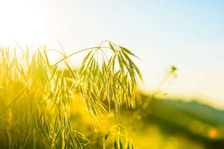 Close up green leaves against sunの写真素材