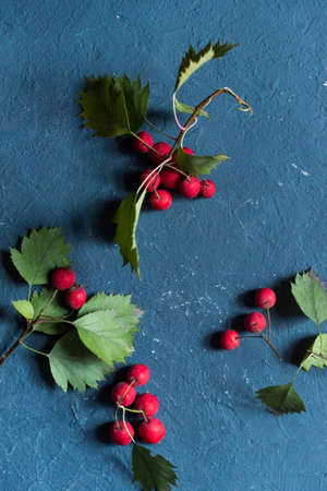 Studio shot hawthorn berries on blue backgroundの写真素材
