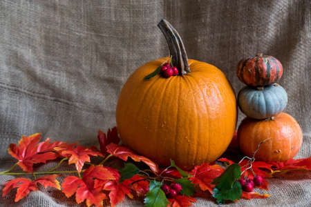 Close up various pumkins and red leavesの写真素材