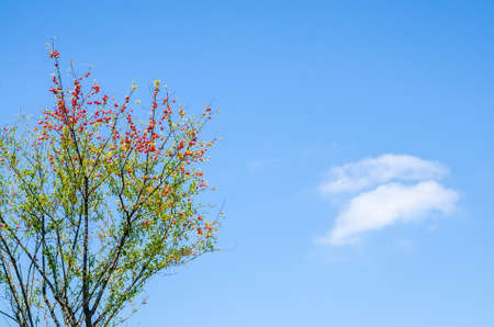 Wild cherry plum or Prunus cerasifera treeの写真素材