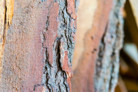 Close up image of piece of old barkの写真素材